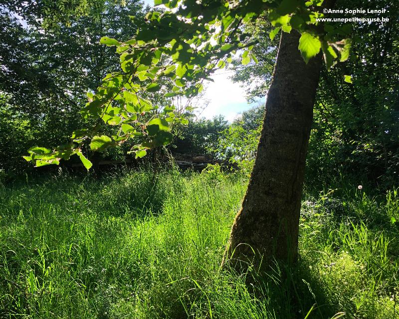 20250605_145224_nat-rn-terrain-625_photo_Ptit bosquet_plaine.jpg